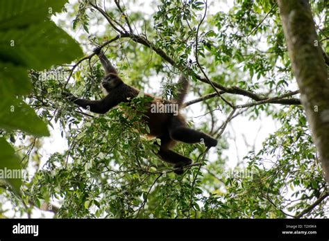 The rainforest of Costa Rica Stock Photo - Alamy