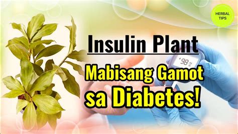 Insulin Plant Mabisang Halamang Gamot Para Sa Diabetes YouTube