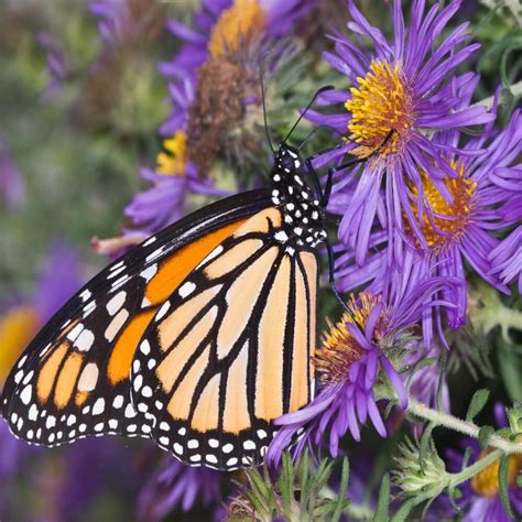 Amazon Outsidepride Seeds Perennial New England Aster Wild