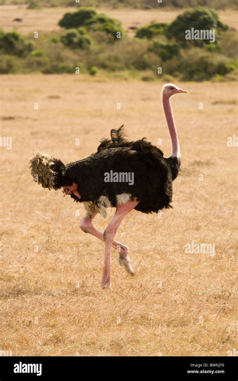 Ostrich Masai Mara Kenya Stock Photo Alamy