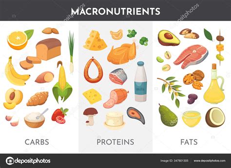 Macronutrients Vector Illustration Main Food Groups Proteins Fats