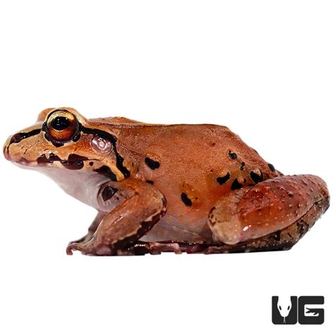 Mountain Chicken Frog (Leptodactylus fallax) For Sale - Underground Reptiles