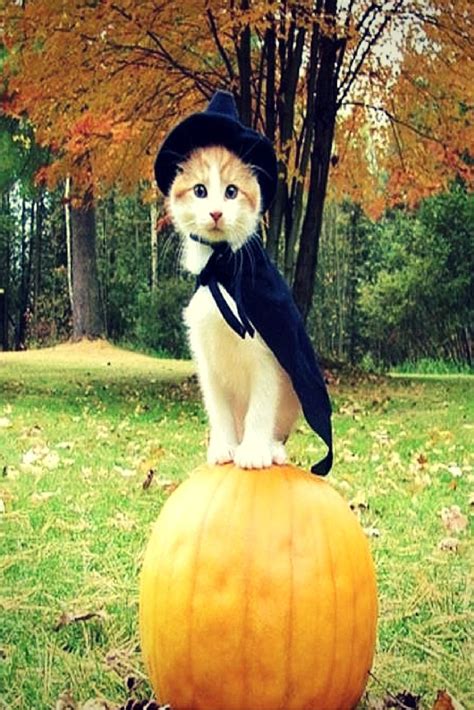 13 Halloween Kitties That Will Complete You And Give You Some Great