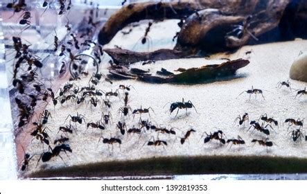 Lots Ants Ant Farm Terrarium Watching Stock Photo 1392819353 | Shutterstock