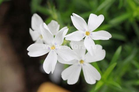 Флокс шиловидный ‘White Delight’ (Phox subulata ‘White Delight ...
