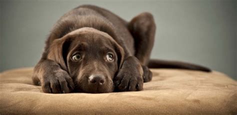 Por Que Os Cachorros Tem Tando Medo De Fogos De Artifício Fatos