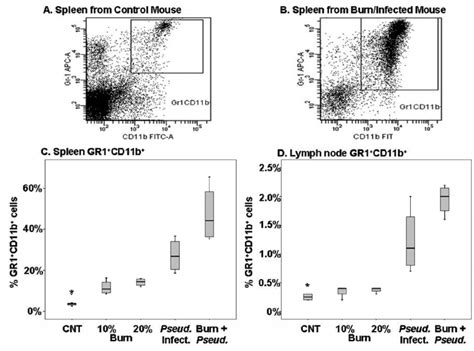 Expansion Of Gr 1 CD11b Cells In Spleen And Lymph Nodes Of Burned