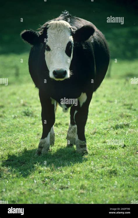 Vaca Bos Taurus Este Es Un Viraje Un Joven Que Fue Castrado Antes