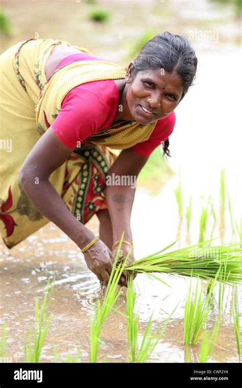 Rural Indian Woman Working In A Paddy Field Andhra Pradesh South India