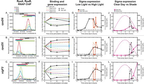 figure supplement 1: Regulation of dusk sigma factor gene expression by ...