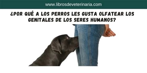 Por Que Los Perros Huelen Las Partes Intimas De Las Personas