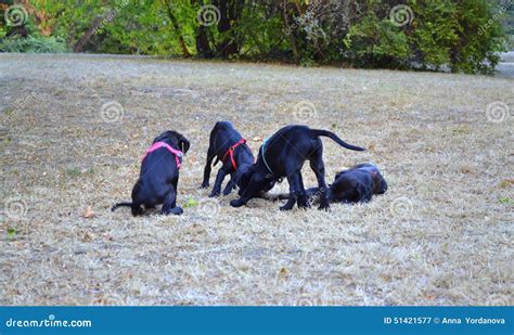 Playing black lab puppies stock image. Image of game - 51421577