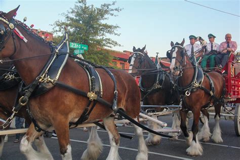 Budweiser Clydesdale horses roll into Tuscaloosa - The Crimson White