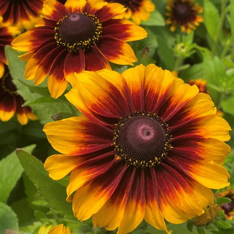 Rudbeckia Hirta Toto® Rustic Black Eyed Susan 4 Pot Little