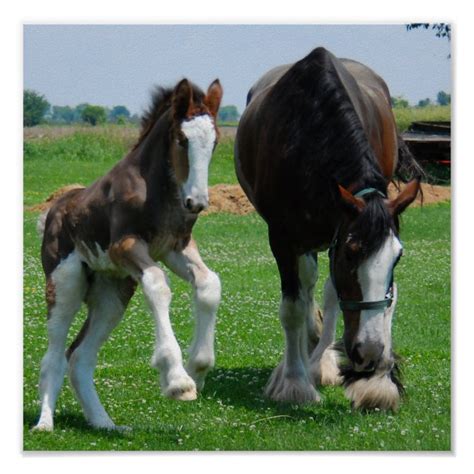 Clydesdale And Filly Print Zazzle Clydesdale Beautiful Horses