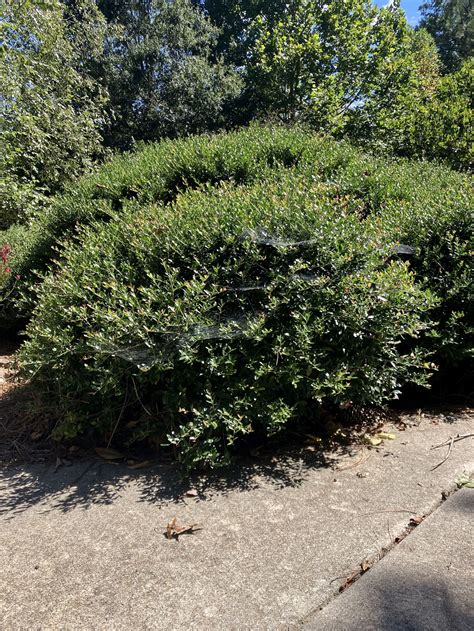 Buy Yaupon Holly Ilex Vomitoria Eureka Farms