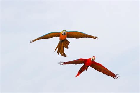 Coloridos Loros Volando En El Cielo P Jaro Volador Libre Foto Premium