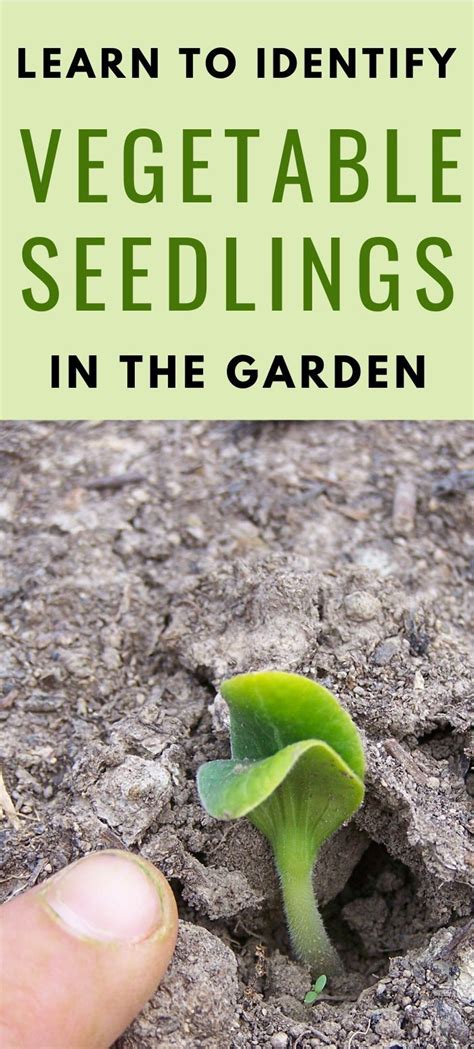 Identifying Vegetable Seedlings In The Garden Vegetable Garden Diy