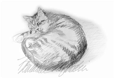 Curled Up Cat Drawing At Explore Collection Of Curled Up Cat Drawing