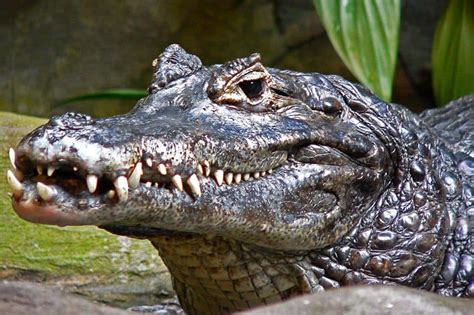 Picture 6 of 9 - Caiman (Caiman Crocodilus, Melanosuchus Niger, Caiman ...