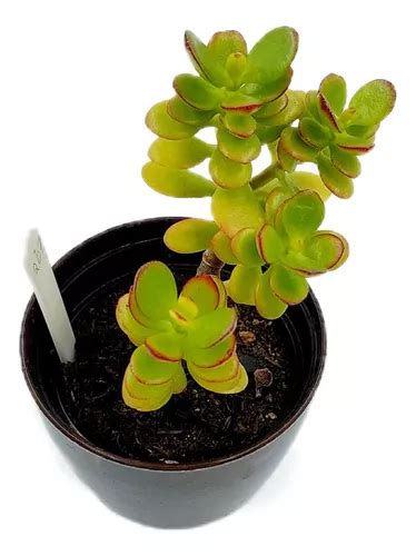 Muda Bonsai Mini Jade Crassula Ovata Parcelamento Sem Juros