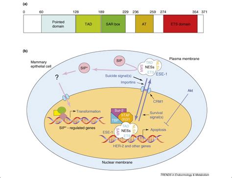 ETS Transcription Factors In Endocrine Systems Trends In Endocrinology