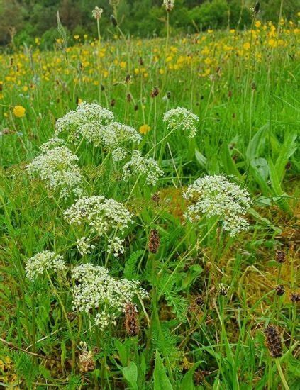 Plants With Clusters Of Tiny White Flowers Balcony Garden Web