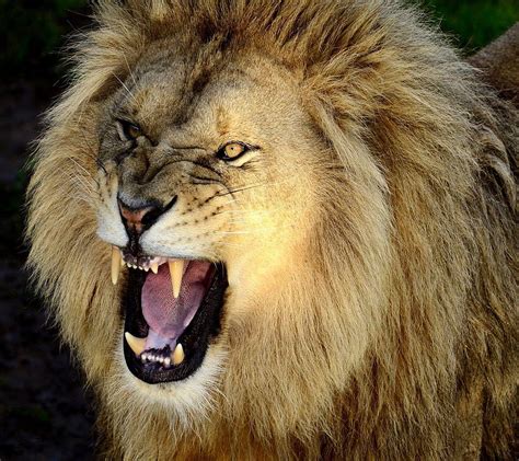 Angry Lions Face Hd