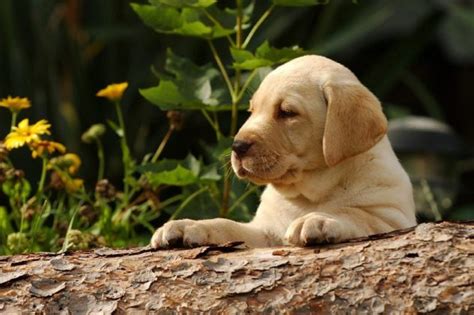 17 Labrador Retriever Facts Everyone Should Know