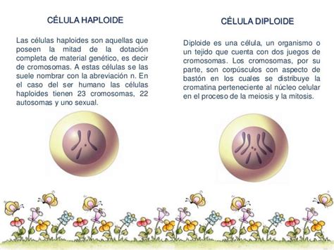 Cuadros Comparativos Entre Células Diploides Y Células Haploides Cuadro Comparativo