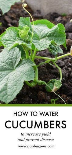 The Gardenzeus Guide To Watering Cucumbers Melons And Squash