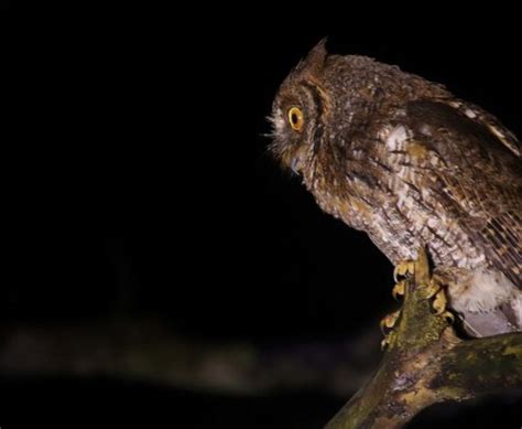 Jenis Burung Hantu Yang Bisa Kamu Pelihara Di Rumah