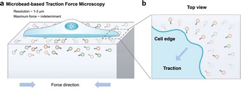 A Schematic Diagram Of Microbeadbased Traction Force Microscopy B