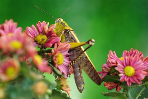 Insecte Sauterelle Fleurs Photo Gratuite Sur Pixabay