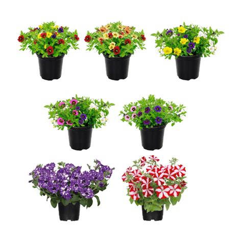 MultiPROMOS GARDENLINE Petunia