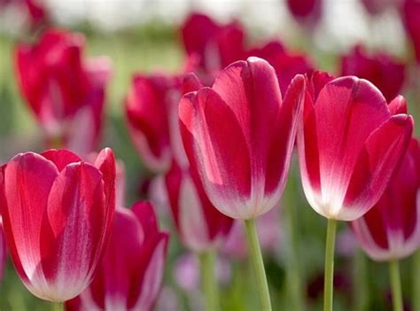 Red Tulips Garden Hd Wallpaper Pxfuel