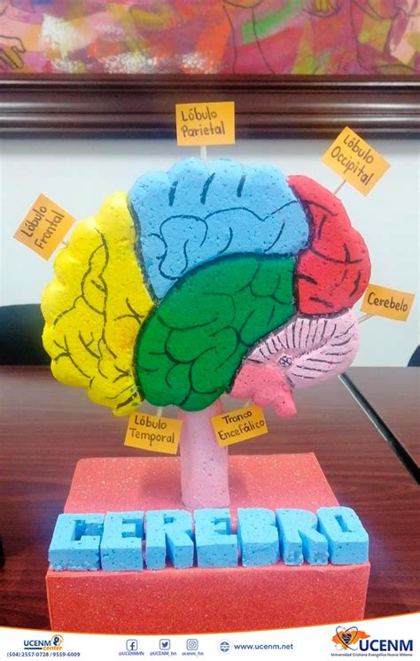 La asignatura de Psicología General realiza importantes maquetas del