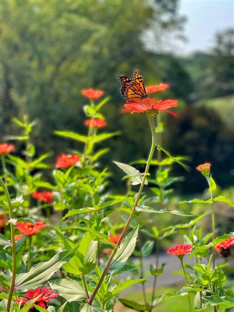 The Ultimate Guide To Attracting Butterflies To Your Garden With Easy Care Plants Artofit