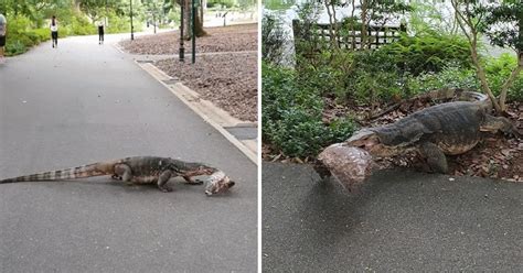 Chonky Monitor Lizard Casually Strolls Around Botanic Gardens With Big