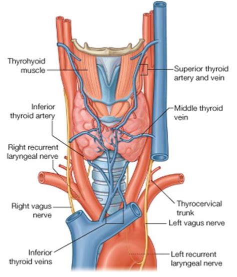 Venous Drainage Of Thyroid Png 493576 Superior Thyroid Artery