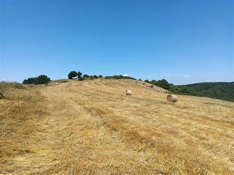 WWF Distrutti 10 Ettari Di Habitat Protetto Sui Monti Dauni