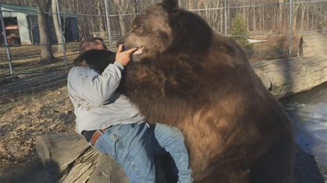 Bear hug: Man befriends giant brown bear in US rescue c... | Doovi