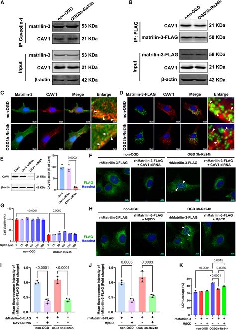 Matrilin 3 Supports Neuroprotection In Ischemic Stroke By Suppressing