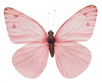 Light Pink Butterfly Sticker By Emmagsheehan Artofit