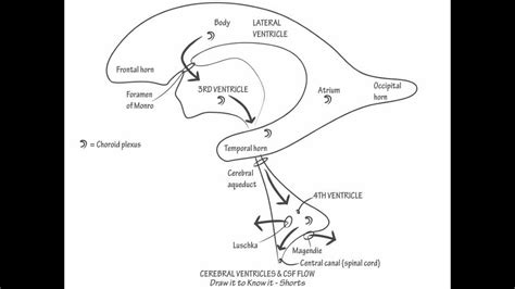 Cerebral Ventricles & CSF - Draw it to Know it, Neuroan... | Doovi