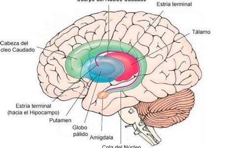 Núcleo accumbens Anatomía y Funciones Exploradas Mentes Analíticas