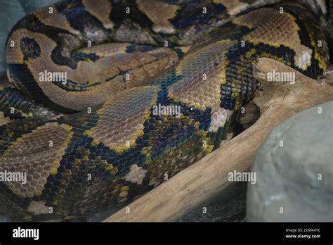 Cabeza De Pit N Reticulada Closeup En Tronco Malayopython Reticulatus