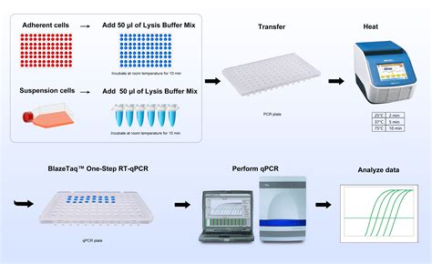 RT QPCR System Analyze Gene Expression GeneCopoeia