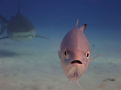 Por Qué Los Peces Desafían A La Muerte Y Se Acercan A Los Grandes Tiburones Blancos Infobae