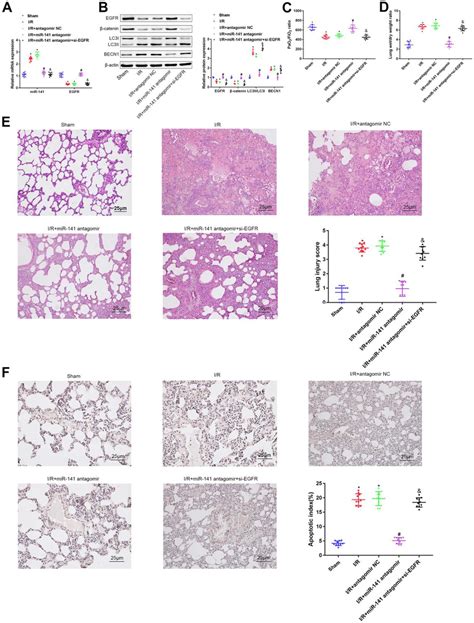 miR 141 inhibits EGFR to downregulate β catenin thereby enhancing